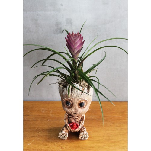 Groot Tillandsia